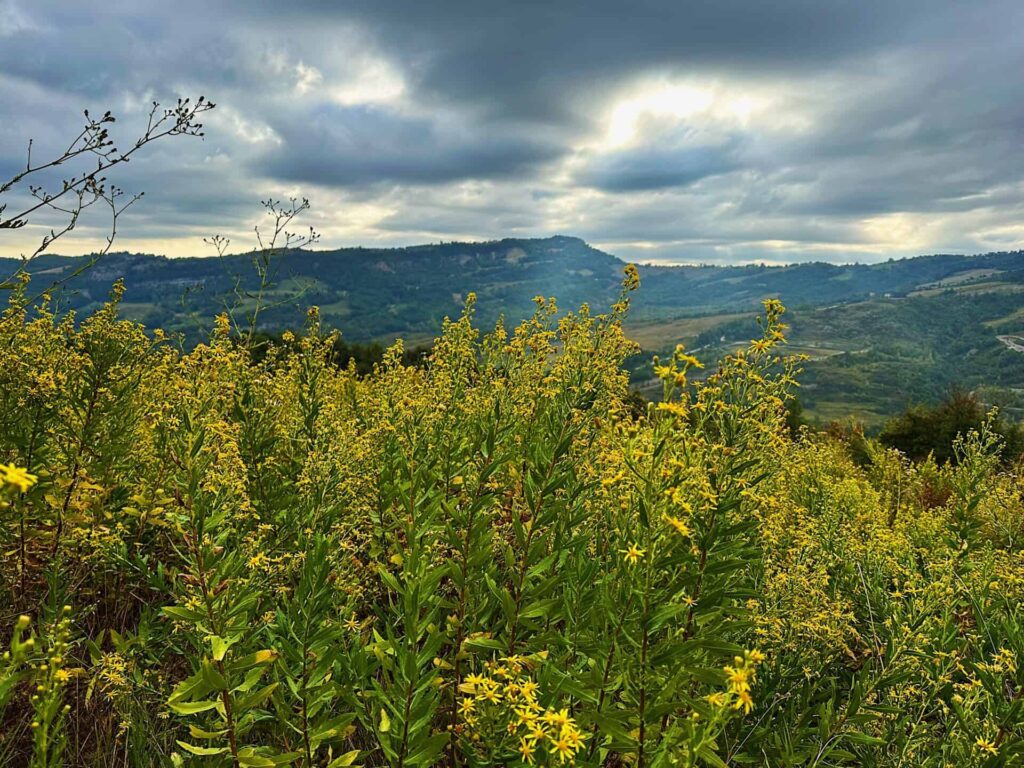 the scenic beauty of the Via degli Dei trail, surrounded by lush forests and rolling hills