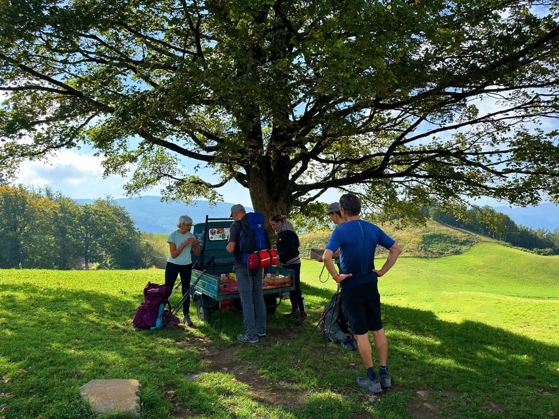 A hiker enjoying the scenic beauty of the Via degli Dei trail, surrounded by lush forests and rolling hills